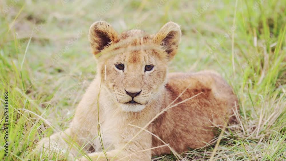 Slow Motion Shot of Cute African Wildlife in Maasai Mara National Reserve, Young lion cub lying down in tall grass curiously watching, facing the camera, Africa Safari Animals in Masai Mara Slow Motion Shot of Cute African Wildlife in Maasai Mara National Reserve, Young lion cub lying down in tall grass curiously watching, facing the camera, Africa Safari Animals in Masai Mara