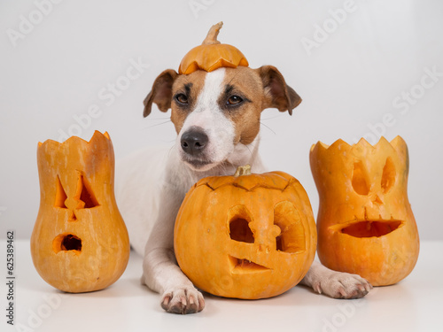 Jack Russell Terrier dog with a pumpkin cap and three jack-o-lanterns on a white background.