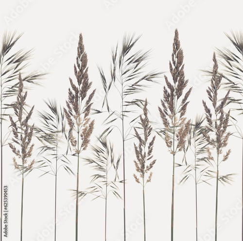 A composition of dried fluffy wild spikelets.