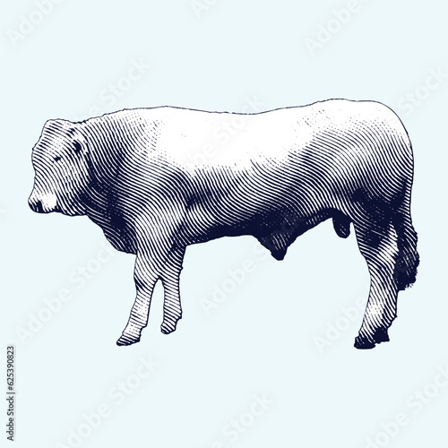 Cow or Beef Cattle vintage engraving illustration. Vector hen what standing side view. Farm animal sketch illustration. Hand drawn engraving style vector illustration.
