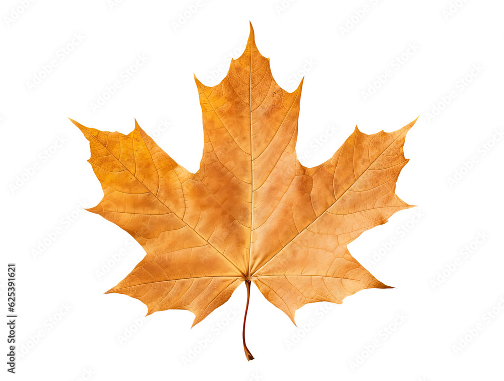 Autumn maple leaf isolated on transparent background, Generative AI Autumn maple leaf isolated on transparent background, Generative AI