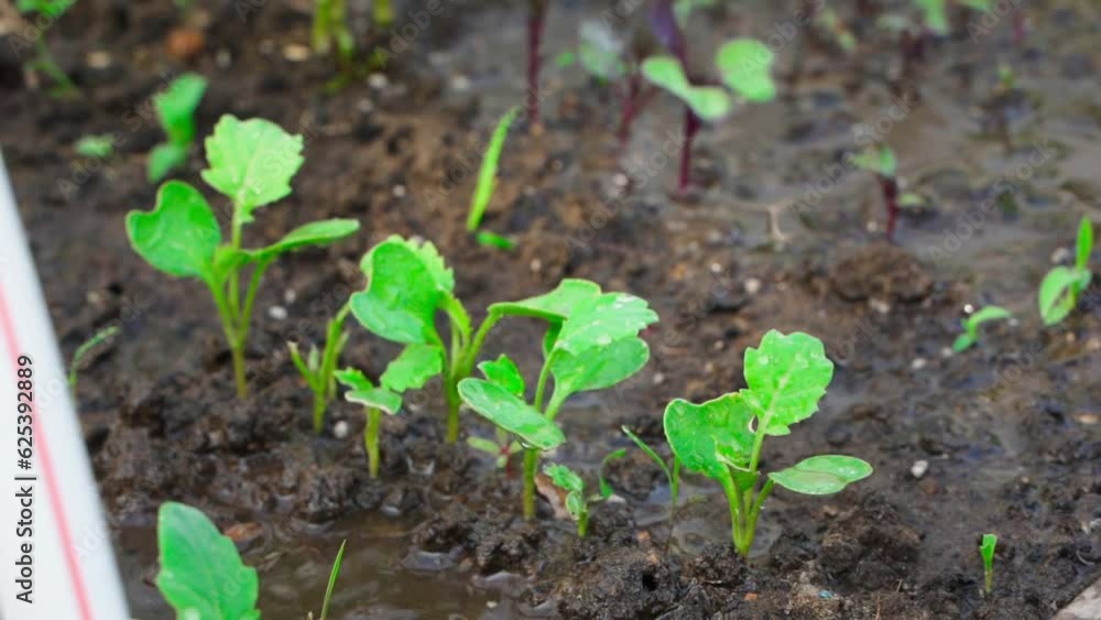 Watering seedlings of broccoli and cauliflower growing in a greenhouse, close-up. Sprouted seeds of various vegetable crops and abundant watering Watering seedlings of broccoli and cauliflower growing in a greenhouse, close-up. Sprouted seeds of various vegetable crops and abundant watering
