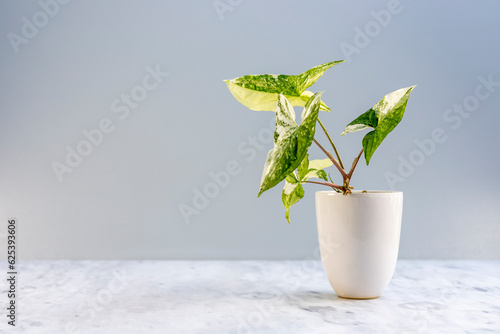 Beautiful syngonium podophyllum albo variegata houseplant in white ceramic pot with copy space photo