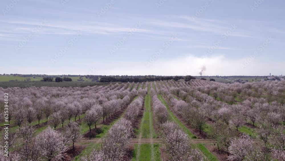 Rising above meadow full of almond trees in full bloom at Portugal, aerial Rising above meadow full of almond trees in full bloom at Portugal, aerial