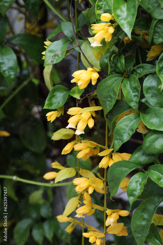Yellow flower of Nong Noch Vine (Petraeovitex bambusetorum) beautiful garden climber from Thailand