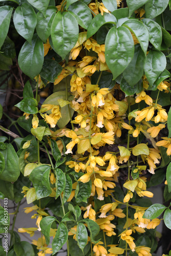 Wolfe's vine or Nong Noch Vine (Petraeovitex bambusetorum) yellow flowers climber from Thailand