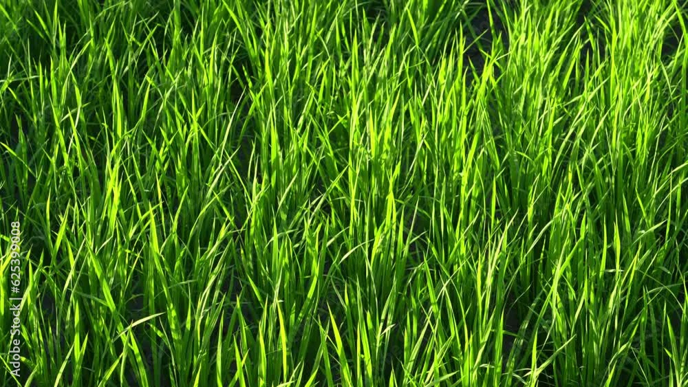 Summer, rice seedlings in the evening sun, agriculture Summer, rice seedlings in the evening sun, agriculture