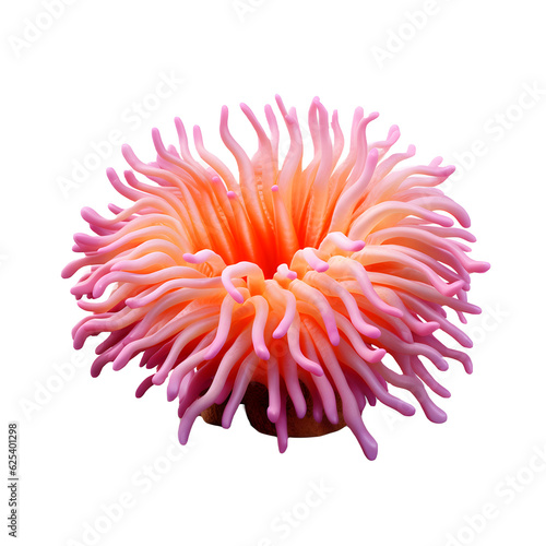 Sea anemone without png transparent background