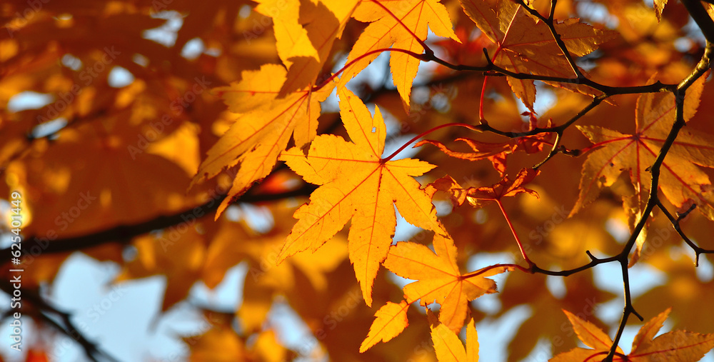 A close-up shot of an orange maple leaf lit by sunlight showing off its pattern and color. A close-up shot of an orange maple leaf lit by sunlight showing off its pattern and color.