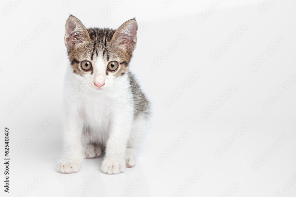 cute happy cat on white background cute happy cat on white background