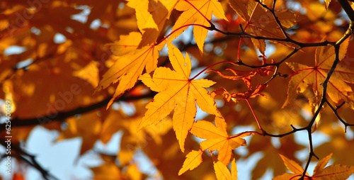 A close-up shot of an orange maple leaf lit by sunlight showing off its pattern and color.