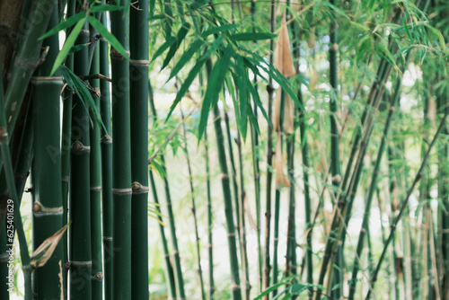 Bamboo forest nature park. Garden natural background.