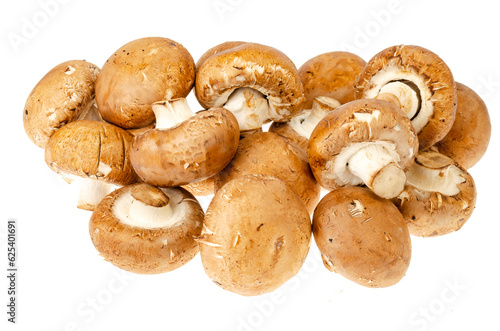 Brown royal champignons on white background. Photo
