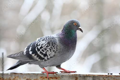 pigeon close up