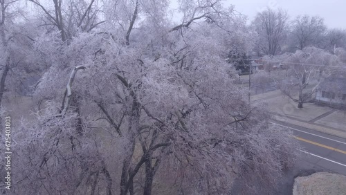 Tree covered in frost after ice storm in Michigan, aerial drone view photo