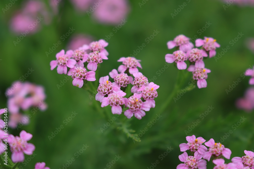 Close-up of pink yarrow flowers in th e meadow. Achillea millefolium wildflower in Italy Close-up of pink yarrow flowers in th e meadow. Achillea millefolium wildflower in Italy