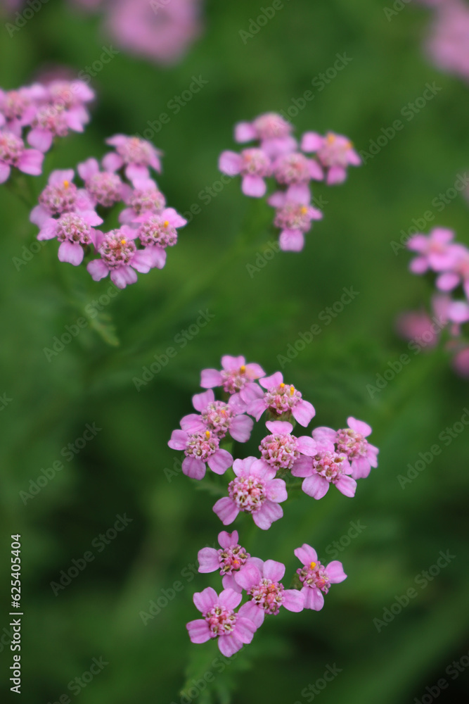 Close-up of pink yarrow flowers in th e meadow. Achillea millefolium wildflower in Italy Close-up of pink yarrow flowers in th e meadow. Achillea millefolium wildflower in Italy