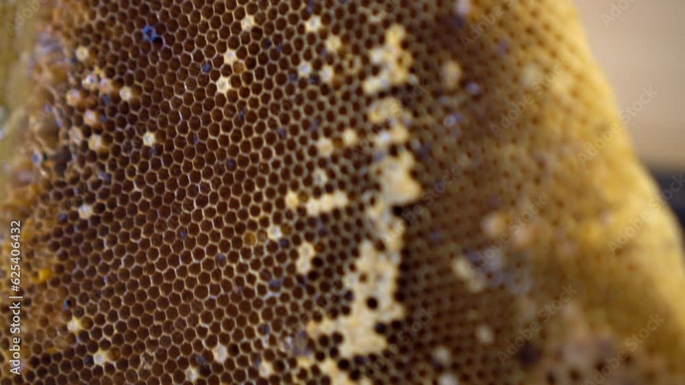 fresh bee hive honey comb natural sweet food ingredient luxury restaurant fresh bee hive honey comb natural sweet food ingredient luxury restaurant
