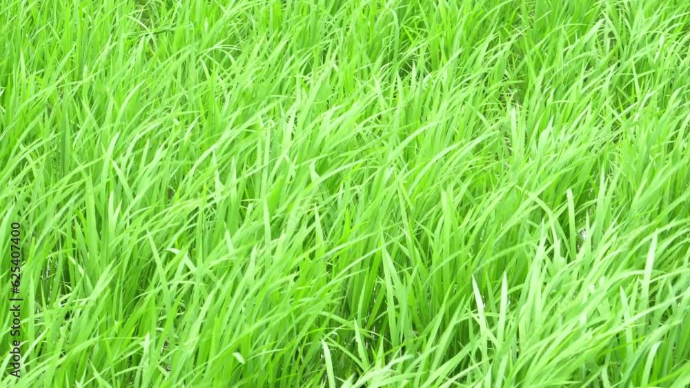 Summer paddy fields, rice swaying in the wind, agriculture Summer paddy fields, rice swaying in the wind, agriculture