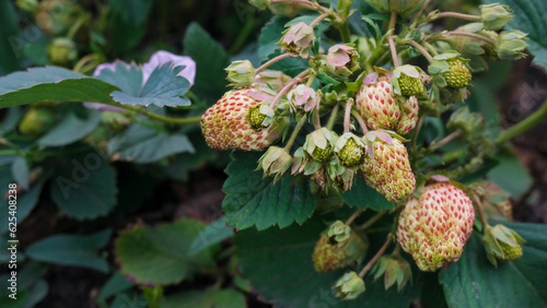 Unripe strawberries in the garden. Organic berry. Harvest berries on the farm.