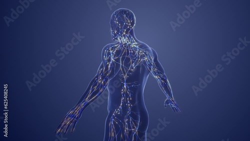 3d Anatomy of human lymphatic system photo