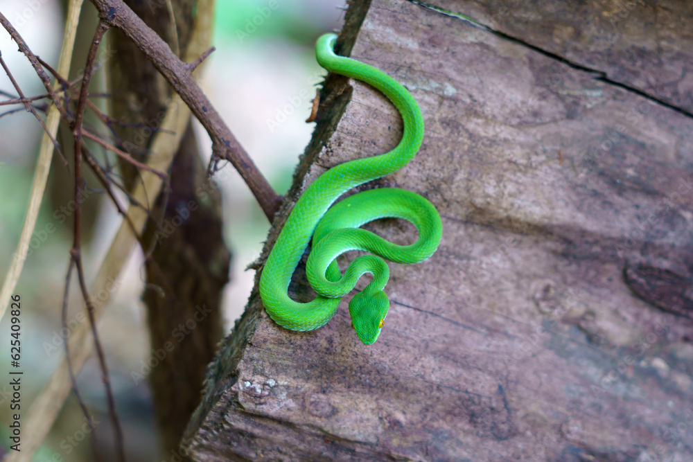Obraz premium green snake coiling resting on tree branch, Large-eyed Pit Viper or Trimeresurus macrops