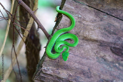 green snake coiling resting on tree branch, Large-eyed Pit Viper or Trimeresurus macrops photo