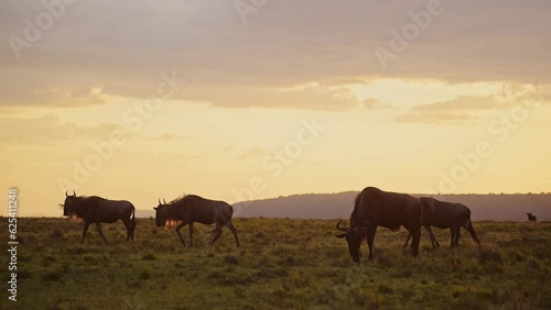 Wallpaper Mural Wildebeest Herd Walking Savanna Plains Under Big Dramatic Beautiful Orange Sunset Stormy Storm Clouds and Sky in Maasai Mara Savannah, Kenya, Africa, African Masai Mara Wildlife Safari Animals Torontodigital.ca