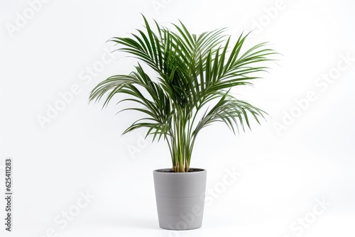 The Kentia Palm Tree is depicted in grey color, placed in pots, and showcased as a houseplant that is separated from its surroundings with a plain white background.