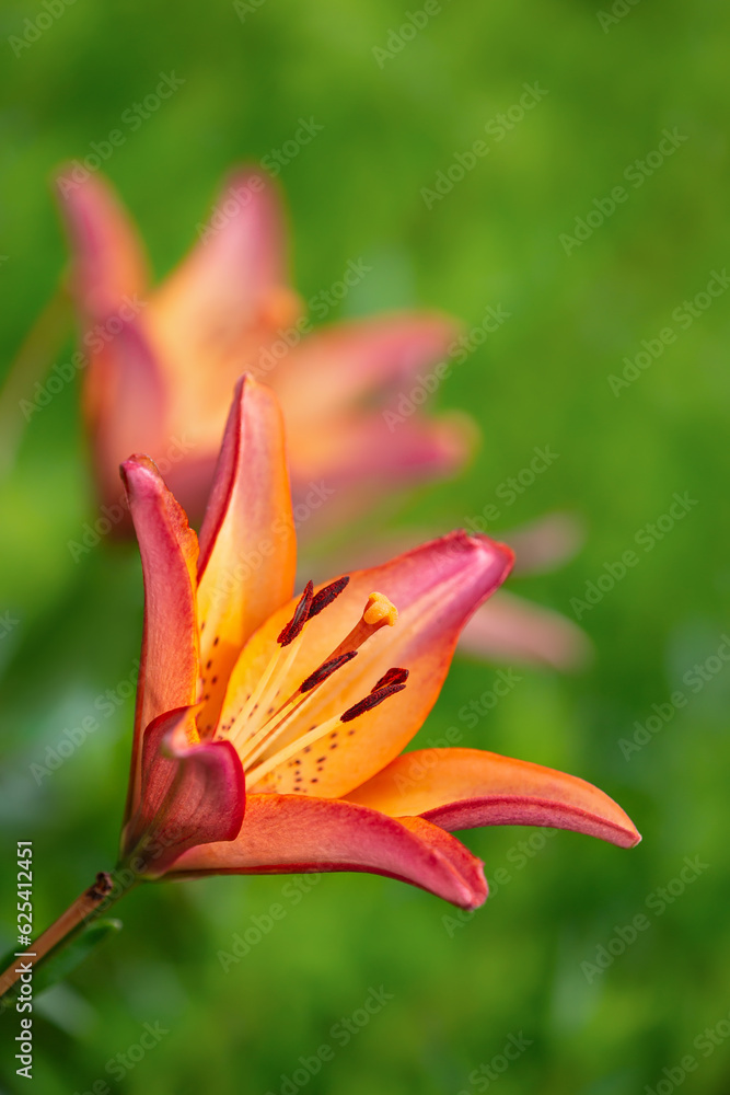Orange Tiger Lily flower blooming in the summer garden. Closeup. Natural green background with copy space.