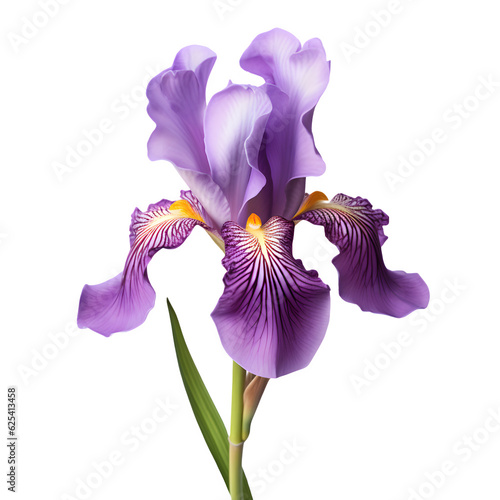 Cuadro en lienzo iris flower isolated on white png transparent