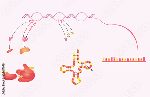 nucleic acid protein synthesis DNA sequencing living structure