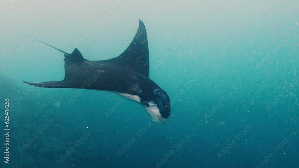 Giant oceanic manta ray or Mobula birostris slowly swims underwater