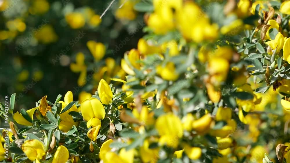 A bee flies around yellow acacia flowers on a sunny summer day. The insect collects nectar from the fragrant flowers of the shrub. A bee flies around yellow acacia flowers on a sunny summer day. The insect collects nectar from the fragrant flowers of the shrub.