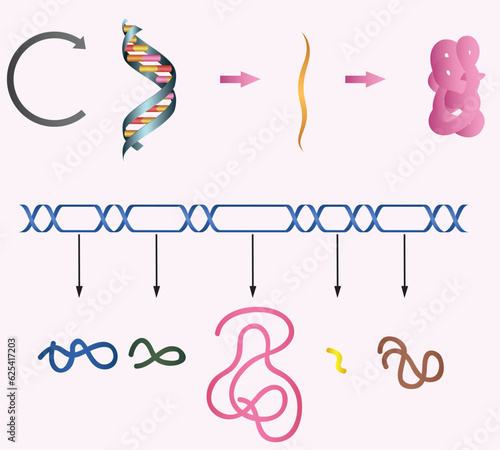 nucleic acid protein synthesis DNA sequencing living structure