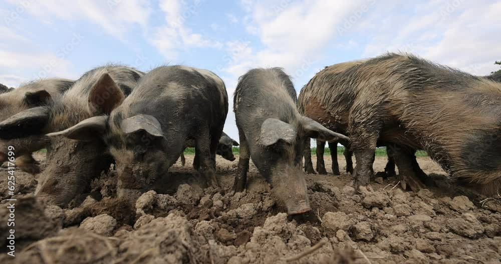 Group of hairy sows looking for food in dirty soil farm field in countryside,close up low angle Group of hairy sows looking for food in dirty soil farm field in countryside,close up low angle