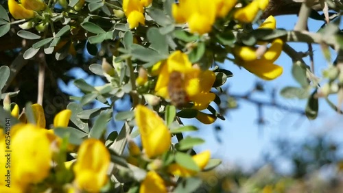Wallpaper Mural A bee flies around yellow acacia flowers on a sunny summer day. The insect collects nectar from the fragrant flowers of the shrub. Torontodigital.ca
