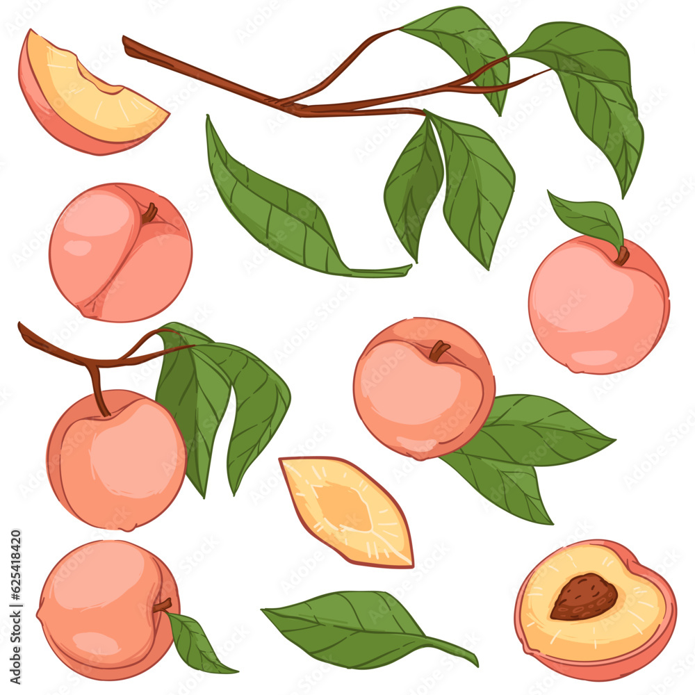 Obraz premium Peaches or big apricots on tree branches vector