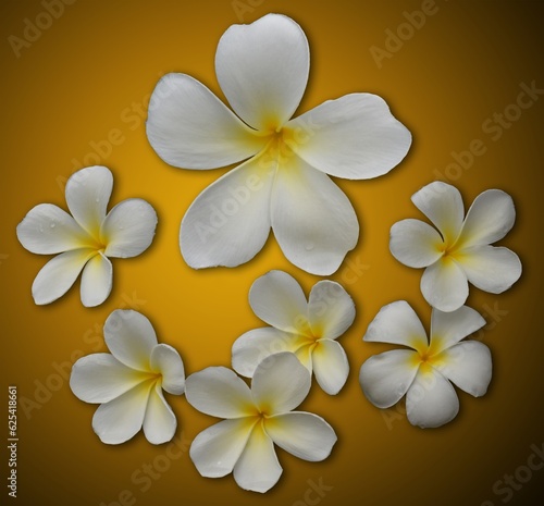 frangipani flower on isolated background
