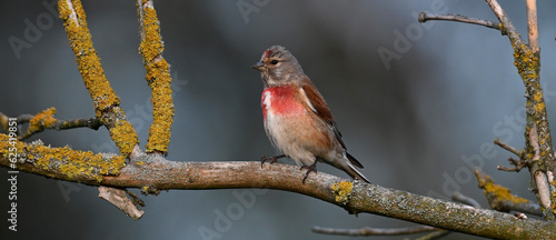 Common linnet // Bluthänfling (Linaria cannabina)