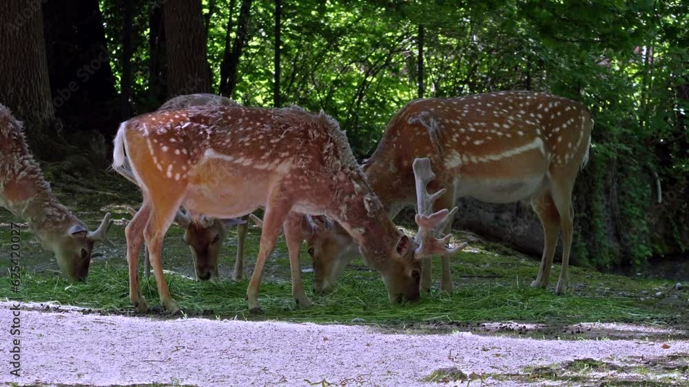 The fallow deer, Dama mesopotamica is a ruminant mammal belonging to the family Cervidae. The fallow deer, Dama mesopotamica is a ruminant mammal belonging to the family Cervidae.
