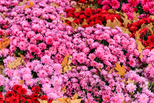 Background of the beautiful colorful chrysanthemum flowers © olyasolodenko