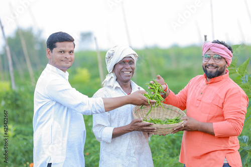 harvesting green chilly