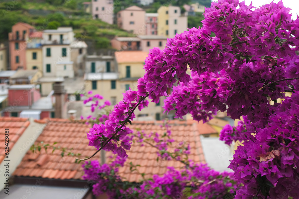 Cinque Terre, Italy - blurred view of colorful houses from Bougainvillea in Riomaggiore, a seaside town on the Italian Riviera. Summer travel vacation background. Postcard from Europe.