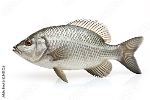 Image of tilapia on white background. Fish. Underwater animals. Illustration, Generative AI.