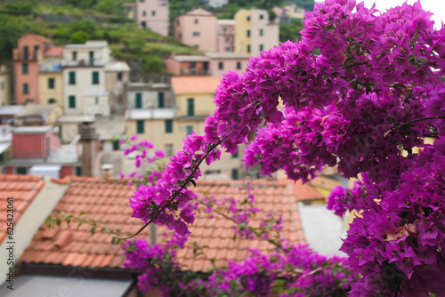 Fototapeta Naklejka Na Ścianę i Meble -  Cinque Terre, Italy - blurred view of colorful houses from Bougainvillea in Riomaggiore, a seaside town on the Italian Riviera. Summer travel vacation background. Postcard from Europe.