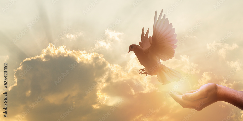 white dove flying happily on praying hand , hope and freedom concept. - obrazy, fototapety, plakaty 