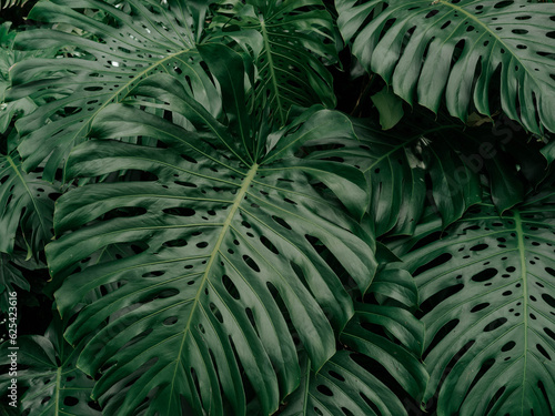 large tropical green Monstera leaves
