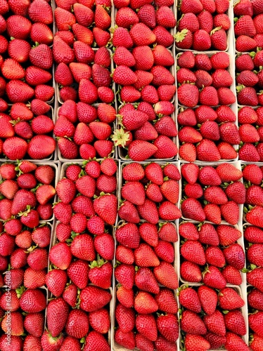 Rows of Bright Red Strawberries