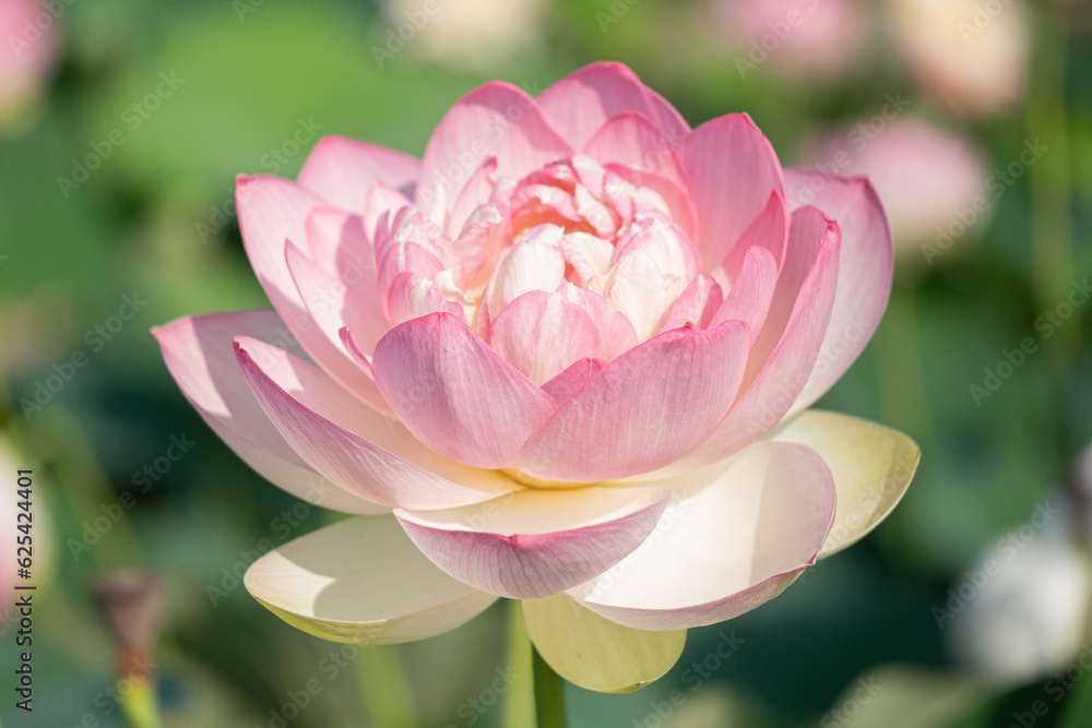 Pink lotus at Kenilworth Aquatic Garden in Washington, D.C. Pink lotus at Kenilworth Aquatic Garden in Washington, D.C.